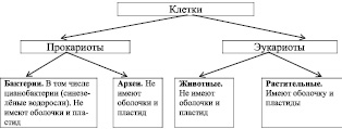 Больше всего митохондрий содержится в монографиях «Клетки» и «Научная электронная библиотека», издаваемых Российской академией естественных наук